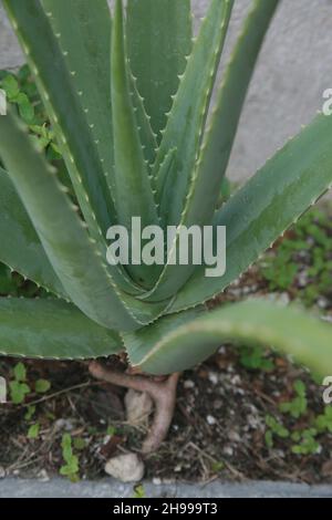 salvador, bahia, brasilien - 4. dezember 2021: aloe Pflanze in einem Garten in der Stadt Salvador. Stockfoto