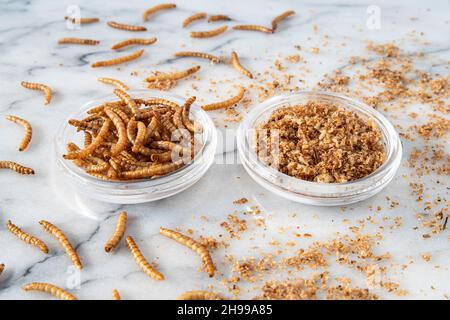 Nahaufnahme von essbaren Insekten in Kürbissuppe, Mehlwürmern Stockfoto