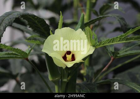 Nahaufnahme der Okra-Blume. Gelbe Okra-Blume. Okra Blume mit verschwommenem Hintergrund. Okra. Lady-Fingerblume mit selektivem Fokus auf ein Motiv. Stockfoto