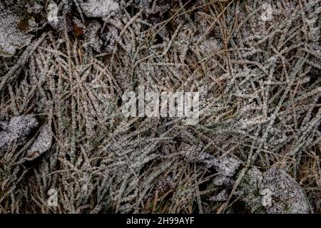 Hintergrund von trockenen Blättern und Kräutern bedeckt mit Reif am frühen Morgen. Stockfoto