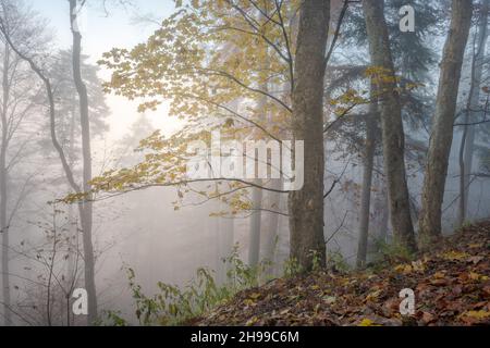 Herbstnebel am Morgen in einem Bergwald. Elsass, Vogesen, Frankreich, Europa. Stockfoto