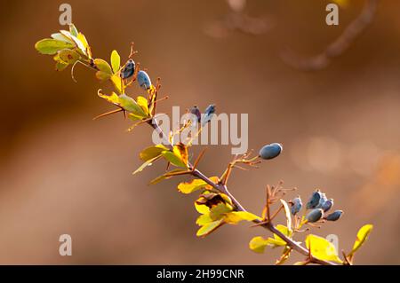 Berberis hispanica - die Berberitze ist eine Frucht - Familie Berberidaceae und die Gattung Berberis. Stockfoto