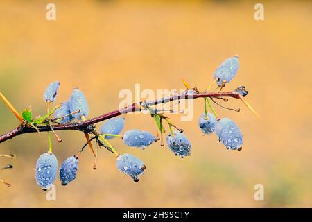 Berberis hispanica - die Berberitze ist eine Frucht - Familie Berberidaceae und die Gattung Berberis. Stockfoto