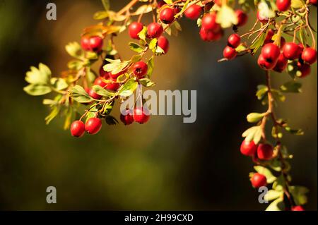 Crataegus monogyna - der Weißdorn, ist eine blühende Pflanze, die zur Familie der Rosaceae gehört. Stockfoto