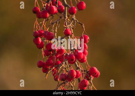 Crataegus monogyna - der Weißdorn, ist eine blühende Pflanze, die zur Familie der Rosaceae gehört. Stockfoto