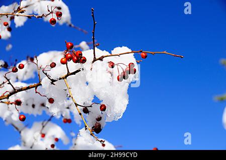 Crataegus monogyna - der Weißdorn, ist eine blühende Pflanze, die zur Familie der Rosaceae gehört. Stockfoto