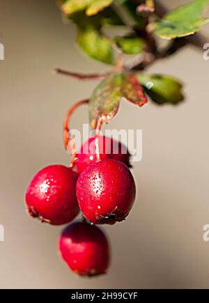 Crataegus monogyna - der Weißdorn, ist eine blühende Pflanze, die zur Familie der Rosaceae gehört. Stockfoto