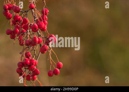 Crataegus monogyna - der Weißdorn, ist eine blühende Pflanze, die zur Familie der Rosaceae gehört. Stockfoto