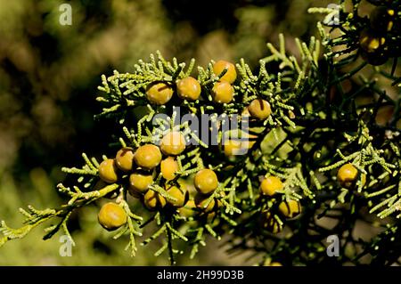 Juniperus phoenicea ist eine Nadelart, die im Mittelmeerraum lebt. Stockfoto