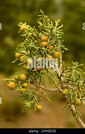 Juniperus phoenicea ist eine Nadelart, die im Mittelmeerraum lebt. Stockfoto