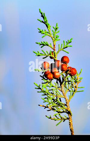 Juniperus phoenicea ist eine Nadelart, die im Mittelmeerraum lebt. Stockfoto