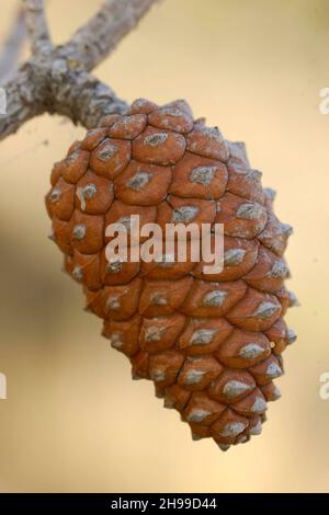 Pinus ist eine Gattung von Gefäßpflanzen - Kiefern - die zur Nadelgruppe gehören. Stockfoto