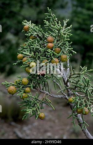 Juniperus phoenicea ist eine Nadelart, die im Mittelmeerraum lebt. Stockfoto