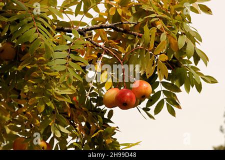 Sorbus domestica, die gewöhnliche Eberesche, ist ein Laubbaum, der eine essbare Frucht namens Eberesche hervorbringt. Stockfoto