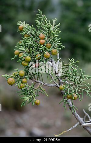 Juniperus phoenicea ist eine Nadelart, die im Mittelmeerraum lebt. Stockfoto