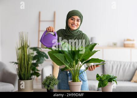 Gemütliche, familiäre Atmosphäre. Junge arabische Frau im Hijab, die sich um Zimmerpflanzen kümmert und ein friedliches Hobby zu Hause hat Stockfoto