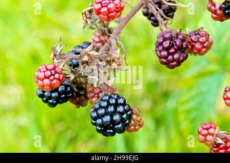 Brombeere oder Bramble (rubus fruticosus), Nahaufnahme einer Gruppe von reifen und unreifen Brombeeren oder Brombeeren, die noch an der Pflanze hängen. Stockfoto