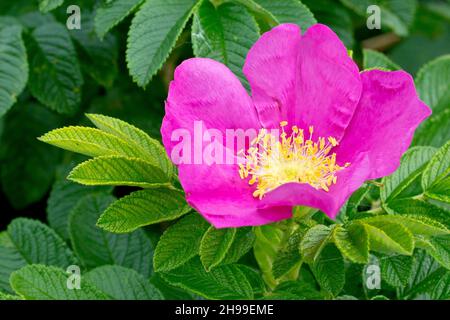 Die Wildrose (rosa rugosa rubra), auch als Japanische Rose bekannt, zeigt eine einzelne offene Blume, die von den Blättern der Pflanze umgeben ist. Stockfoto