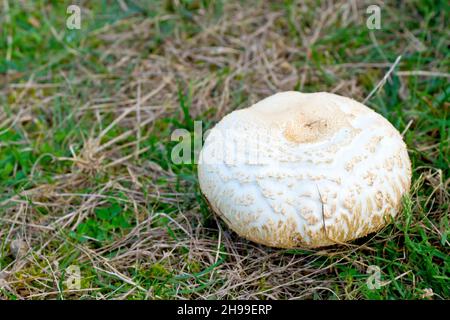 Shaggy Parasol (Makrolepiota-Nakoden, Lepiota-Nakoden oder Chlorophyllum-Nakoden), Nahaufnahme des großen weißen Fruchtkörpers des Pilzes. Stockfoto