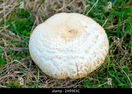 Shaggy Parasol (Makrolepiota-Nakoden, Lepiota-Nakoden oder Chlorophyllum-Nakoden), Nahaufnahme des großen weißen Fruchtkörpers des Pilzes. Stockfoto