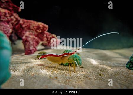 Der scharlachrote Skunk Cleaner Shrimp (Lysmata amboinensis). Stockfoto