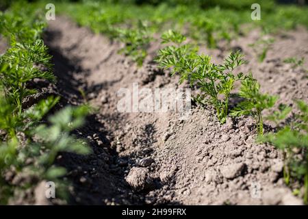 Junge grüne Blätter der wachsenden Karotte. Karotten, die in den Beeten auf dem Bauernfeld wachsen, Karotten, die über dem Boden herausragen, Gemüse, das in r gepflanzt wurde Stockfoto