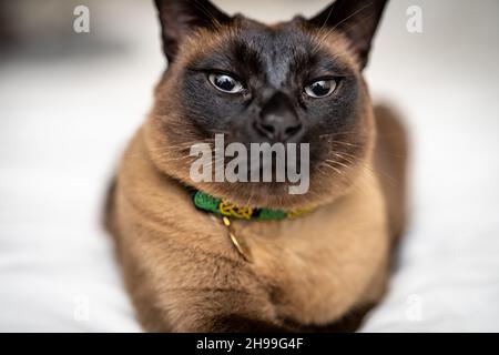 Nahaufnahme einer Tonkinese-Katze auf dem Bett mit weißer Bettdecke Stockfoto