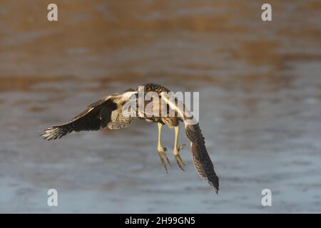 Ein kleinerer Reiher, der sehr geheimnisvoll ist und lange Zeit durch die Rückbetten skulbiert. Kann häufiger im Flug gesehen werden, wenn junge Menschen gefüttert werden. Stockfoto