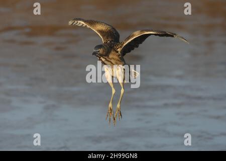 Ein kleinerer Reiher, der sehr geheimnisvoll ist und lange Zeit durch die Rückbetten skulbiert. Kann häufiger im Flug gesehen werden, wenn junge Menschen gefüttert werden. Stockfoto