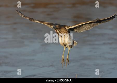 Ein kleinerer Reiher, der sehr geheimnisvoll ist und lange Zeit durch die Rückbetten skulbiert. Kann häufiger im Flug gesehen werden, wenn junge Menschen gefüttert werden. Stockfoto