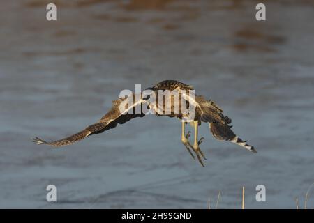 Ein kleinerer Reiher, der sehr geheimnisvoll ist und lange Zeit durch die Rückbetten skulbiert. Kann häufiger im Flug gesehen werden, wenn junge Menschen gefüttert werden. Stockfoto