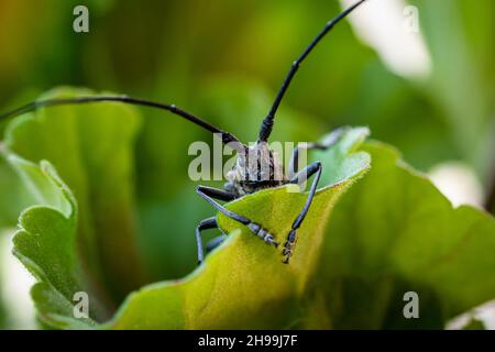 Nahaufnahme eines schwarzen Longhorn-Käfers, der auf einem grünen Blatt sitzt Stockfoto