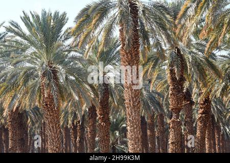 Palmengarten in der Nähe des Toten Meeres, Israel Stockfoto