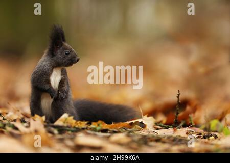Niedliches rotes Eichhörnchen mit langen spitzen Ohren in herbstlicher oranger Szene mit schönem Hintergrund. Eichhörnchen. Sciurus vulgaris Stockfoto