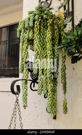 Schöner Sedum Morganianum Topf, der an der Wand eines Hauses in Spanien hängt Stockfoto