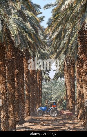 Palmengarten in der Nähe des Toten Meeres, Israel Stockfoto