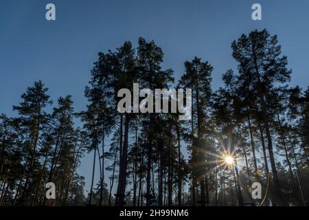 Die Strahlen der Herbstsonne machen ihren Weg durch die Waldbäume. Stockfoto