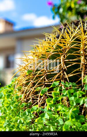 Nahaufnahme von langen gebogenen Spitzen des Golden Barrel Cactus, La Bonanova Vorort von Plama, Mallorca, Spanien Stockfoto