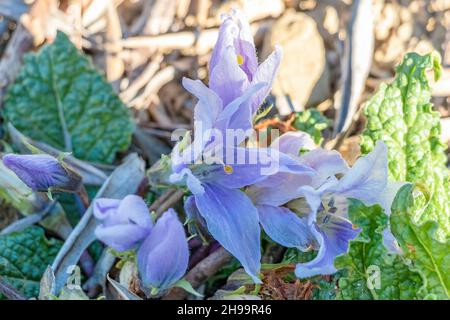 Mandragora autumnalis, auch bekannt als Mandrake oder Herbstmandrake, wird von einigen Quellen jedoch als eigenständige Art vom Mandragora officinarum anerkannt Stockfoto