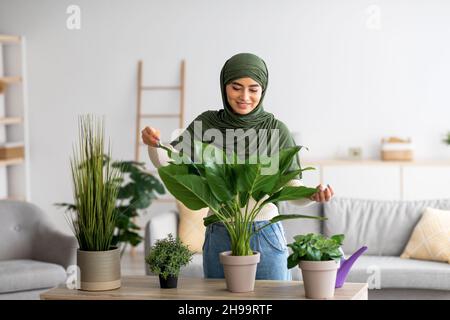 Porträt einer fröhlichen jungen arabischen Frau in Hijab, die sich in Innenräumen um Zimmerpflanzen kümmert. Gartenarbeit, häusliche Umgebung Stockfoto