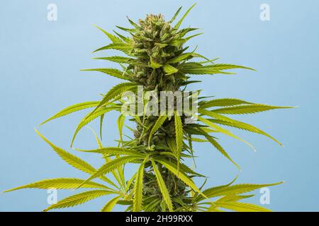 Eine Nahaufnahme Knospe Marihuana Karamell auf blauem Hintergrund mit Platz für Text Stockfoto