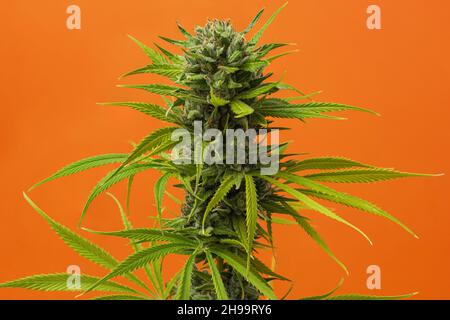Eine Nahaufnahme Knospe Marihuana Karamell auf orangefarbenem Hintergrund mit Platz für Text Stockfoto