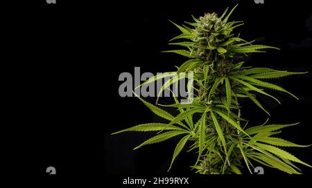 Eine Nahaufnahme Knospe Marihuana Karamell auf schwarzem Hintergrund mit Platz für Text Stockfoto