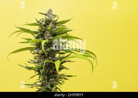Eine Nahaufnahme Knospe Marihuana Karamell auf gelbem Hintergrund mit Platz für Text Stockfoto