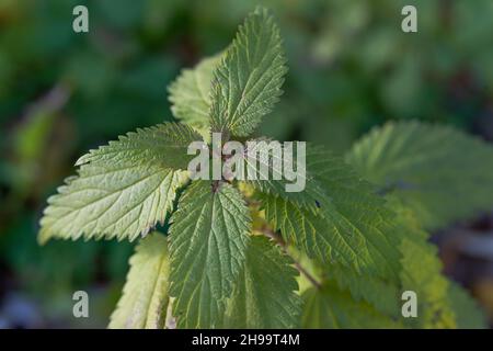 Urtica Dioica, oft als Brennnessel oder Brennnessel Stockfoto