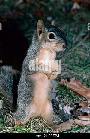 Junges Ostgraues Eichhörnchen, das im Abendsommerrasen steht und Nahrung hält, Missouri, USA Stockfoto