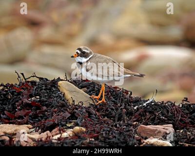 Profilportrait eines kühn markierten Common Ringed Plover (Charadrius hiaticula) am Kiesstrand mit Algen in Orkney, Schottland, UK Stockfoto