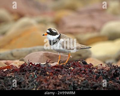 Profilportrait eines kühn markierten Common Ringed Plover (Charadrius hiaticula) am Kiesstrand mit Algen in Orkney, Schottland, UK Stockfoto