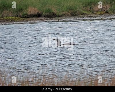 Red-Throated-Tauch (Gavia stellata) schwimmt im Sommer auf der Insel Hoy, Orkney, Schottland, Großbritannien, tief im Wasser auf dem inlandsloch Stockfoto