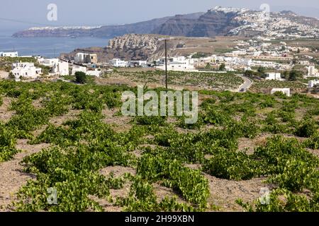 Assyrtiko - einheimische Weintraube auf dem Weinhof auf der Insel Santorini, Griechenland Stockfoto